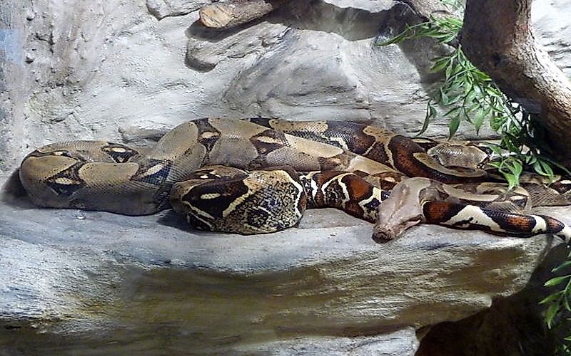 bowa constrictor snake bowa constrictor snake