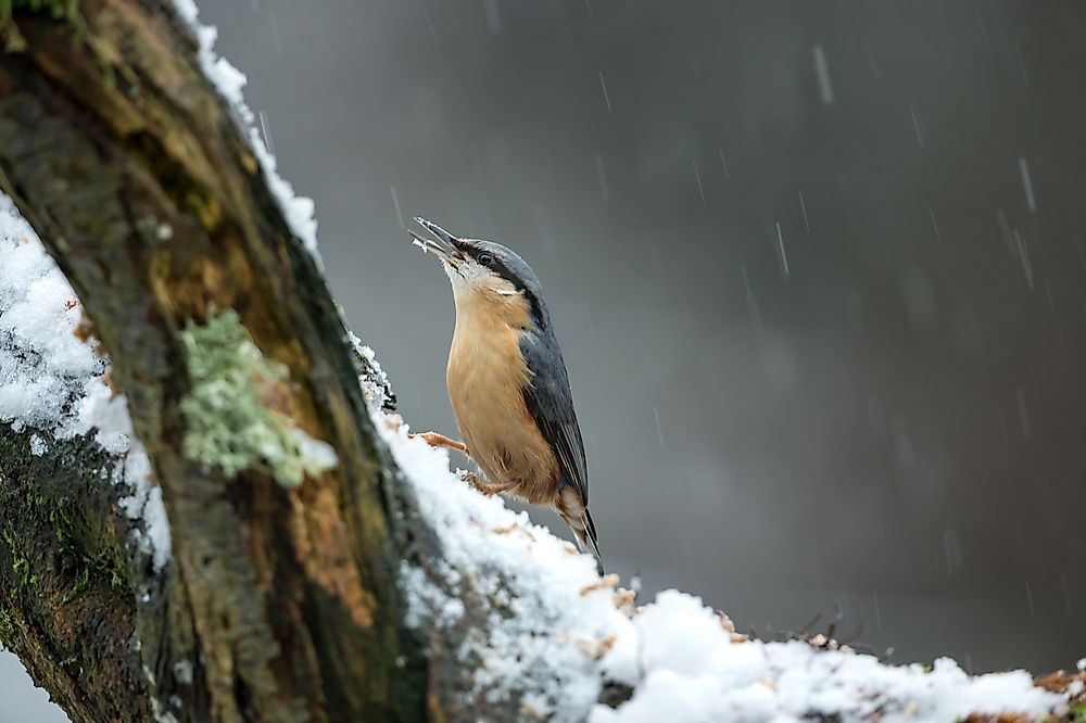 In the UK and other Commonwealth countries, sleet is referred to as snow that partly melts as it falls.