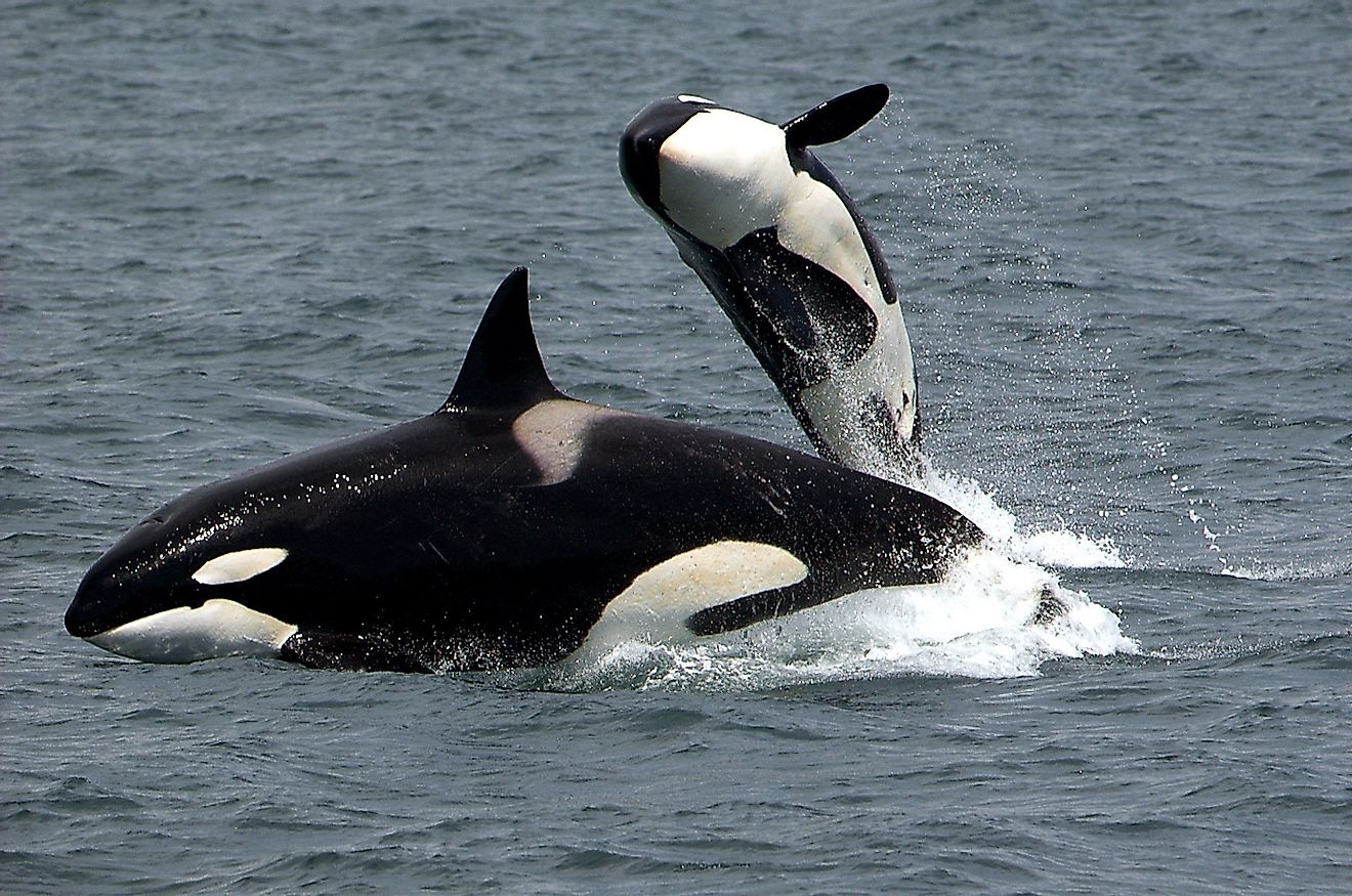 An orca mother and offspring. Image credit: www.publicdomainpictures.net
