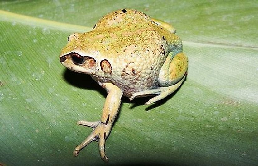 The Badditu Forest Tree Frog, an amphibian endemic to the Ethiopian Plateau.