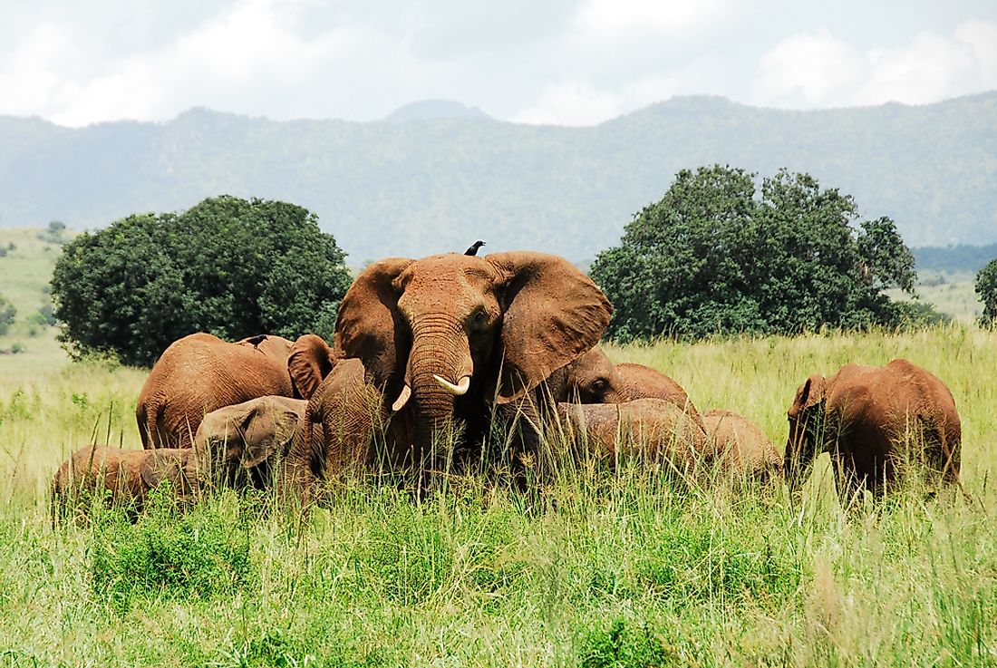 Elephants in Kidepo Valley National Park. 
