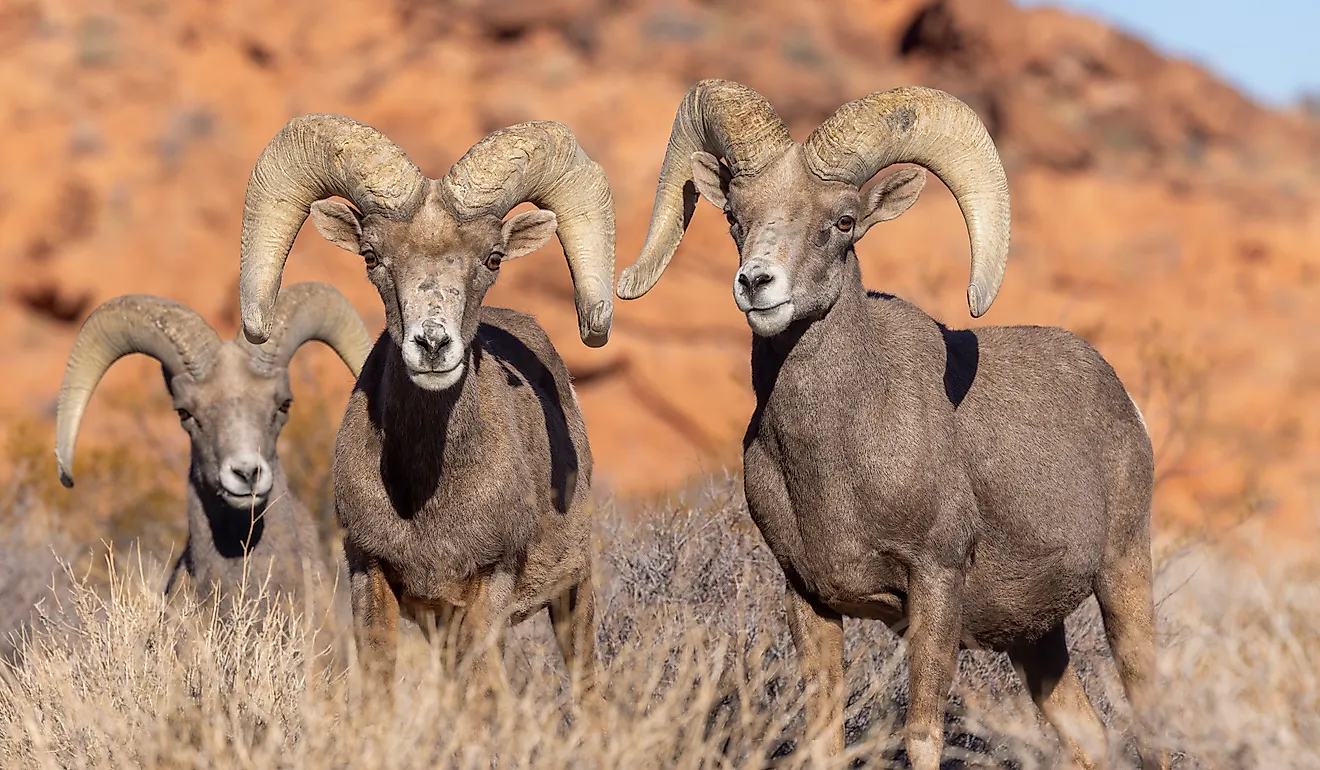Desert Bighorn Sheep Rams in winter in Nevada.