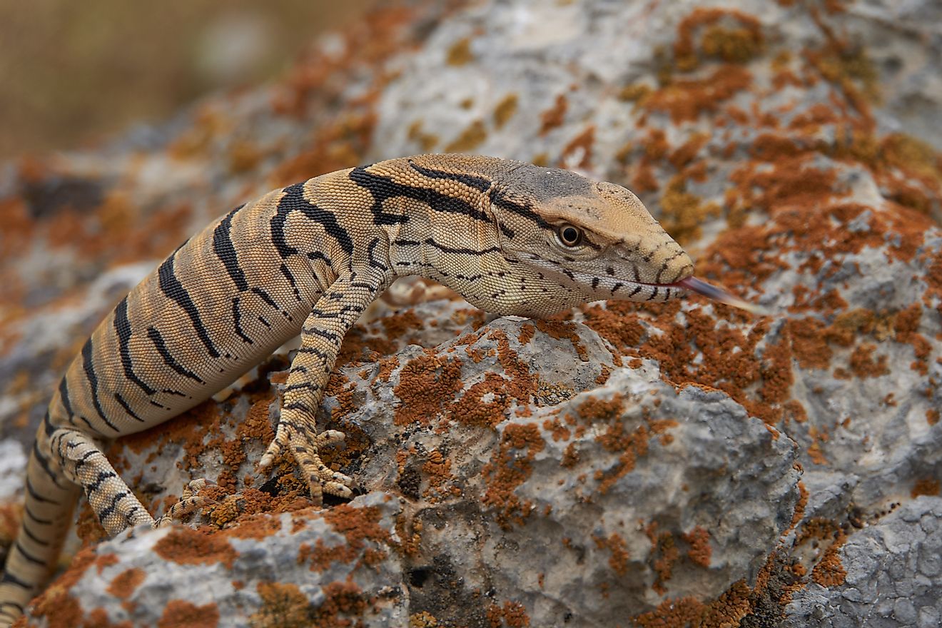 Dykumos stebėtojas (Varanus griseus).  Vaizdo kreditas: Sergejus Dyoninas / Shutterstock.com