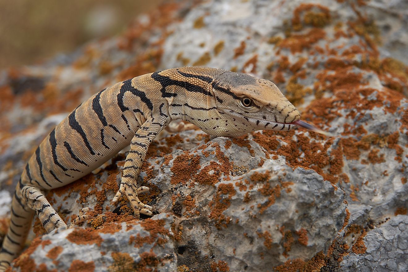 sahara desert animals and plants