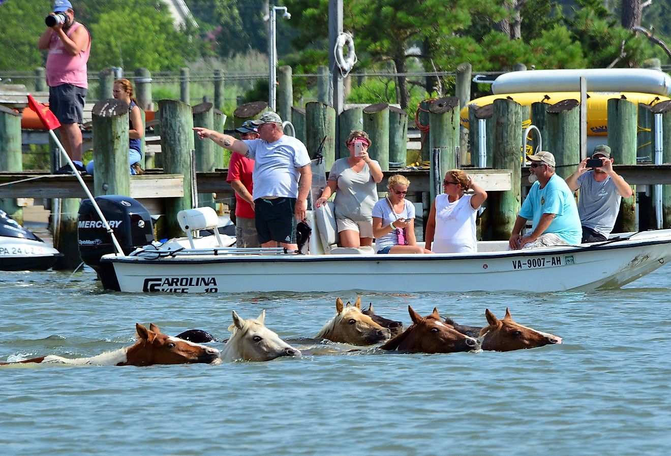 Chincoteague ponies swimming, Chincoteague Island, Virginia. Image credit The Old Major via Shutterstock