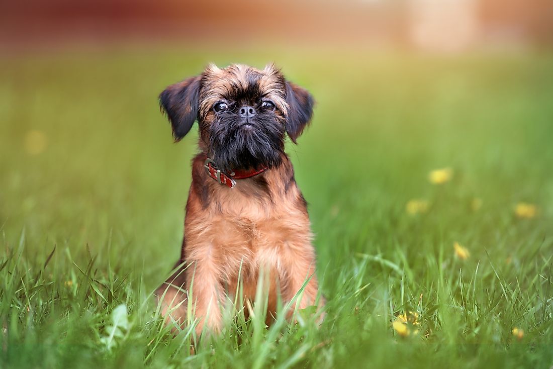 A Brussels Griffon. 