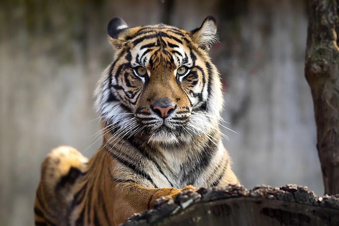 A Malayan tiger.