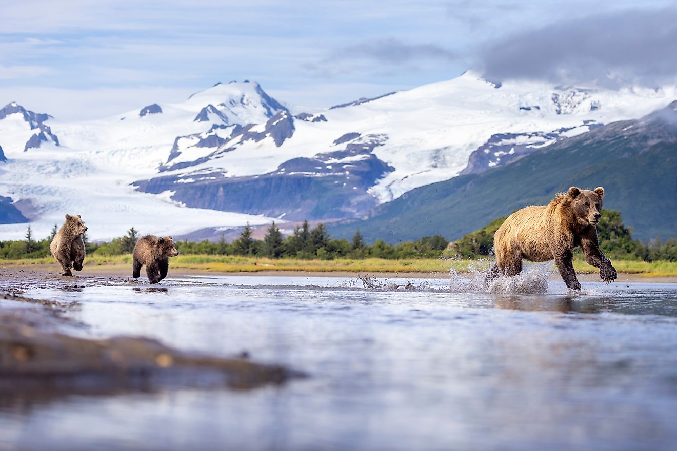 A female coastal brown bear with cubs in Hallo Bay in Katmai National Park in Alaska.