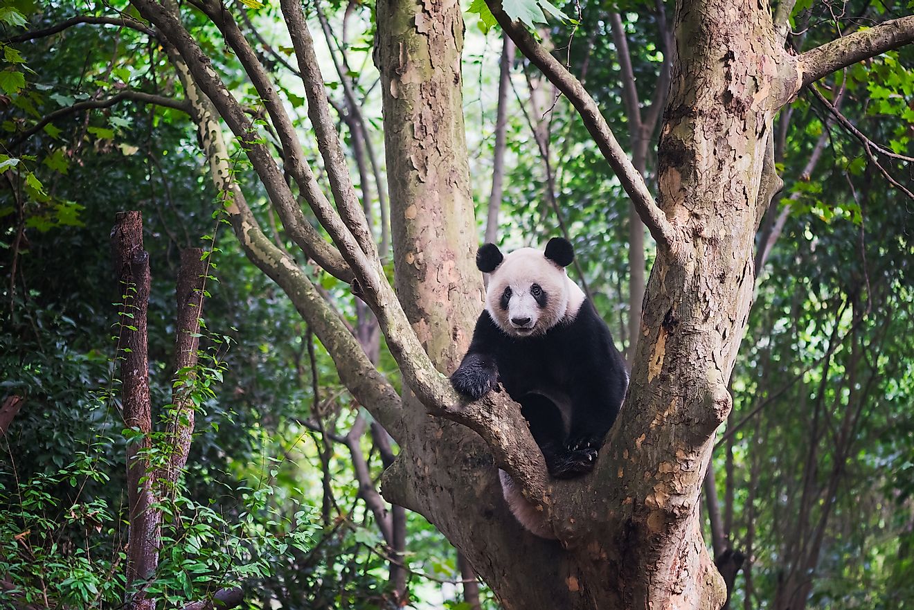 Giant Panda sitting in a tree and looking at camera - Chengdu, Sichuan Province, Chengdu