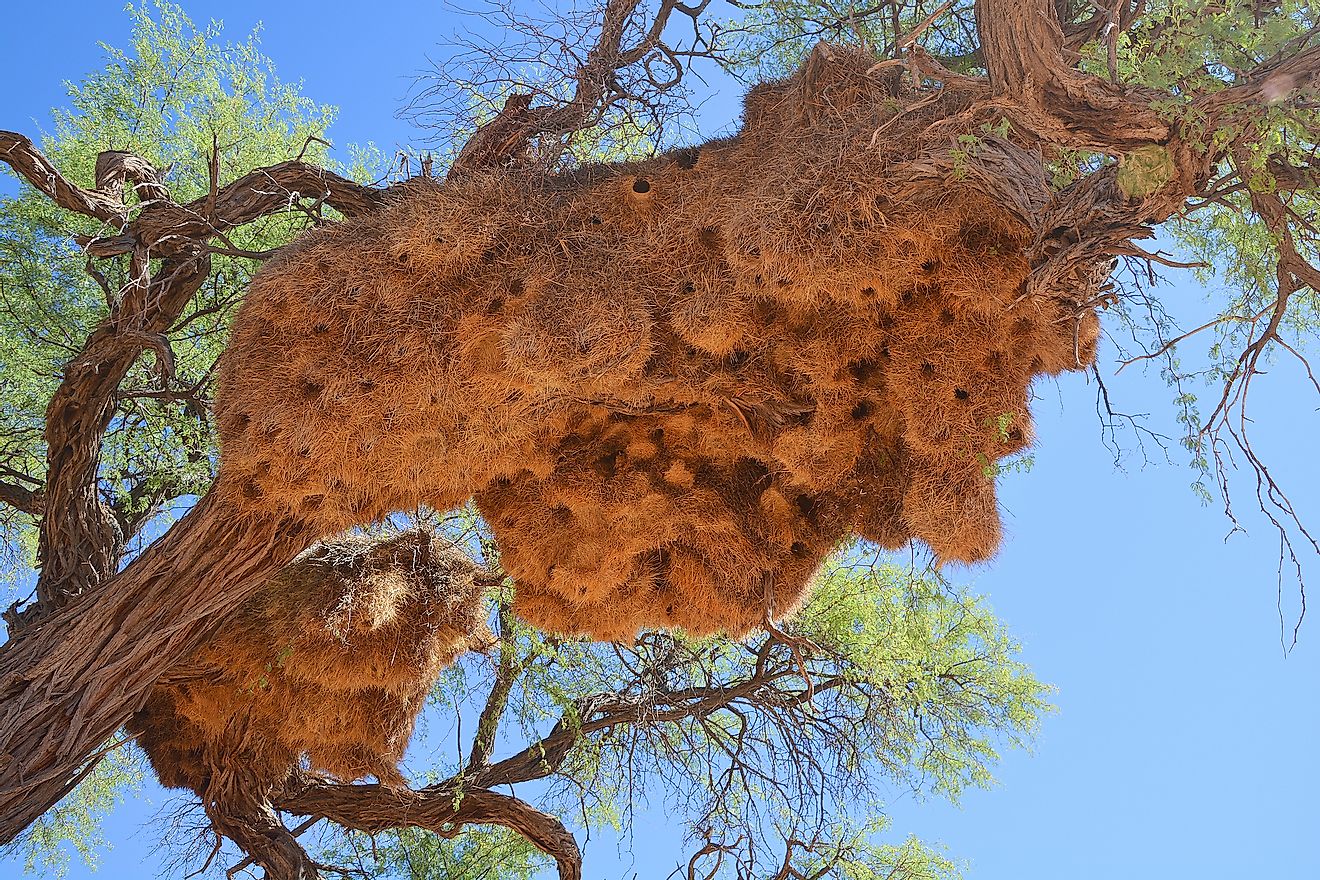 Massive colony nest of the social weaver in the Kalahari Desert. Image credit: meunierd/Shutterstock.com