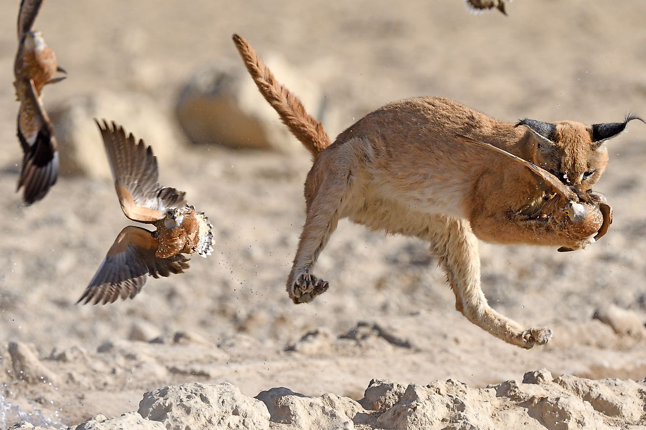A caracal snatching a sandgrouse in mid-air in the Kalahari Desert. Image credit: Rich Lindie/Shutterstock.com