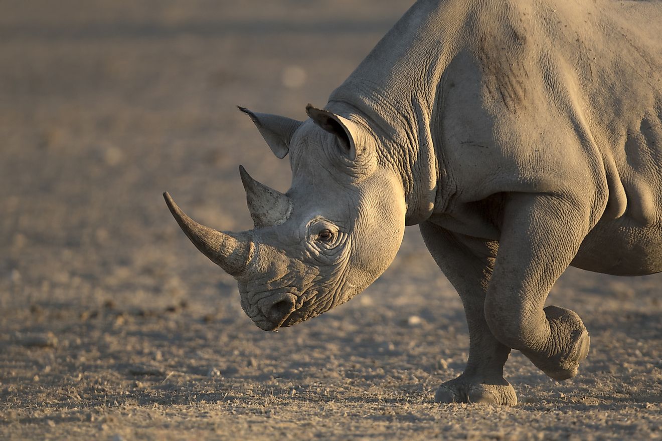 A beautiful black rhino in soft morning light. Image credit: 2630ben/Shutterstock.com
