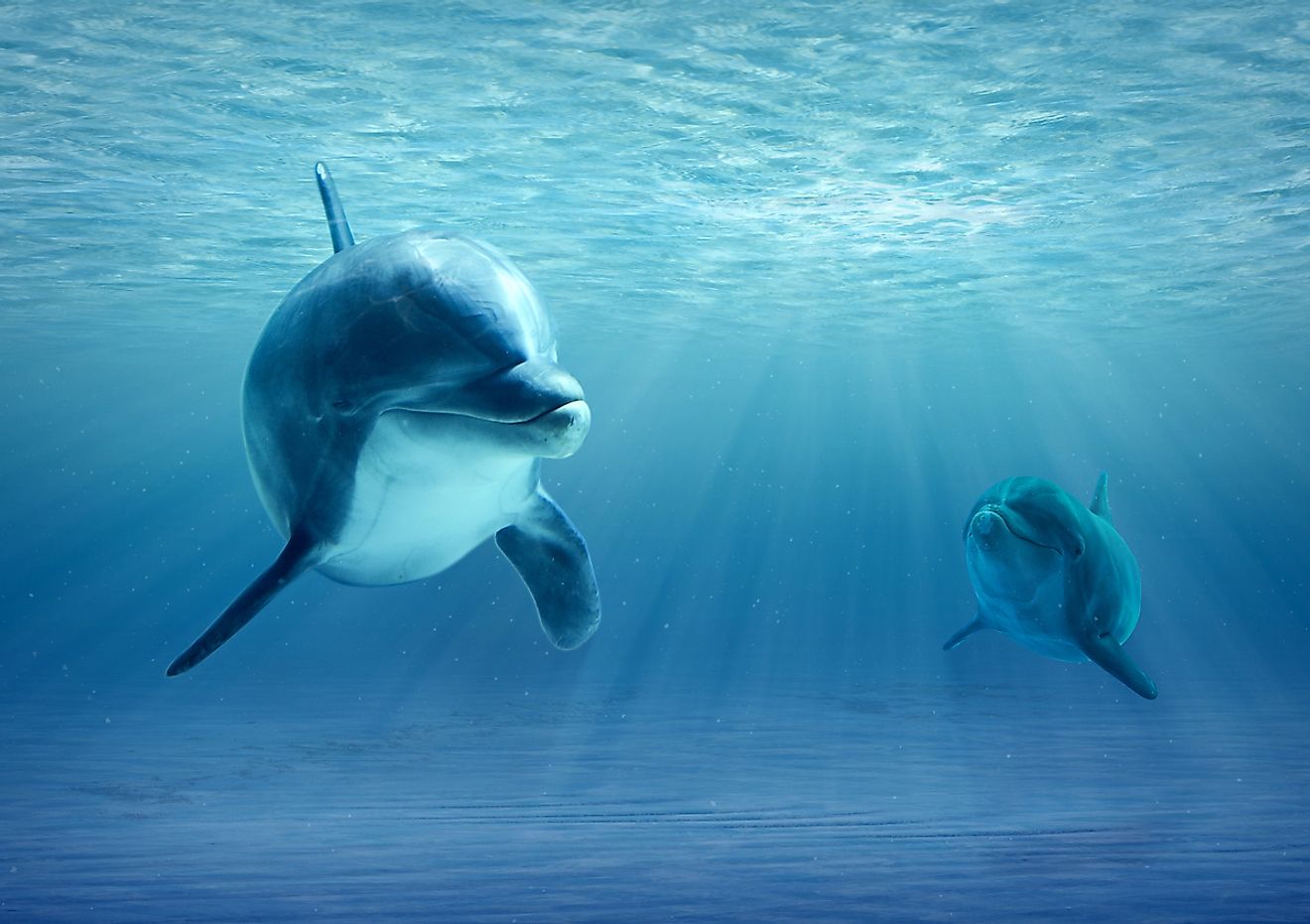 Two dolphins swimming together. Image credit: Marshalgonz/Shutterstock.com