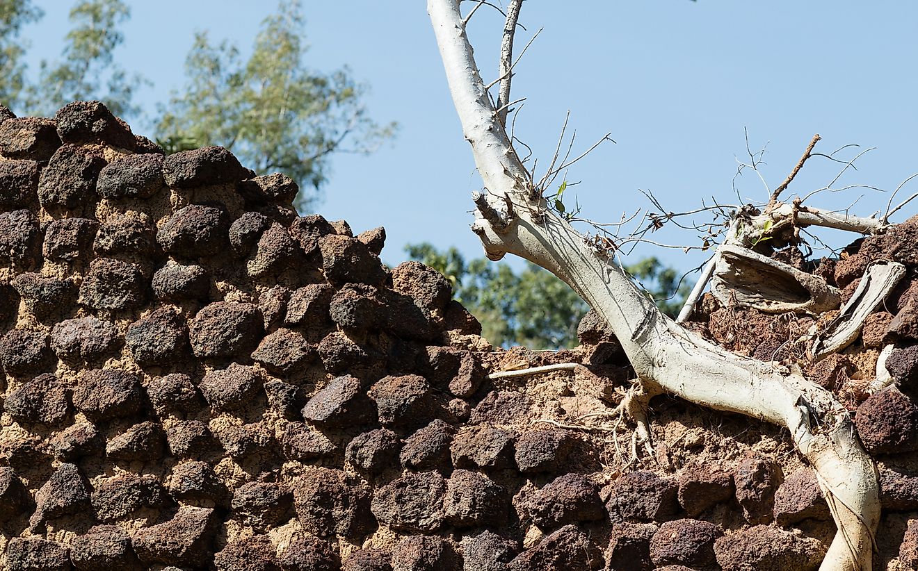 A tree grows up through the fortification walls of Loropeni.