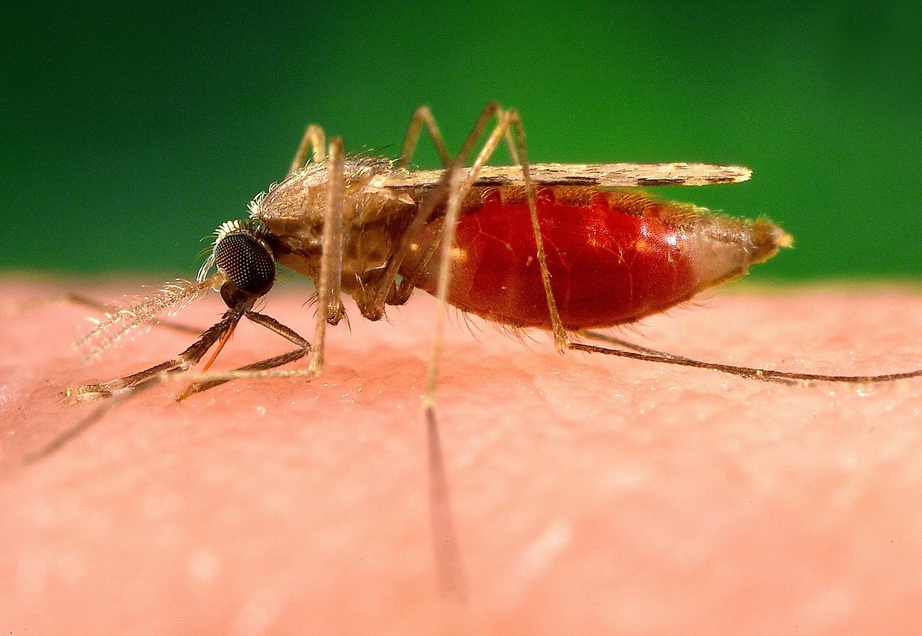 Malaria is one of the most deadly diseases spread by the mosquito.