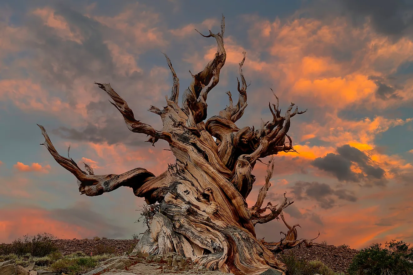 Methuselah ancient Bristlecone Pine at sunset.