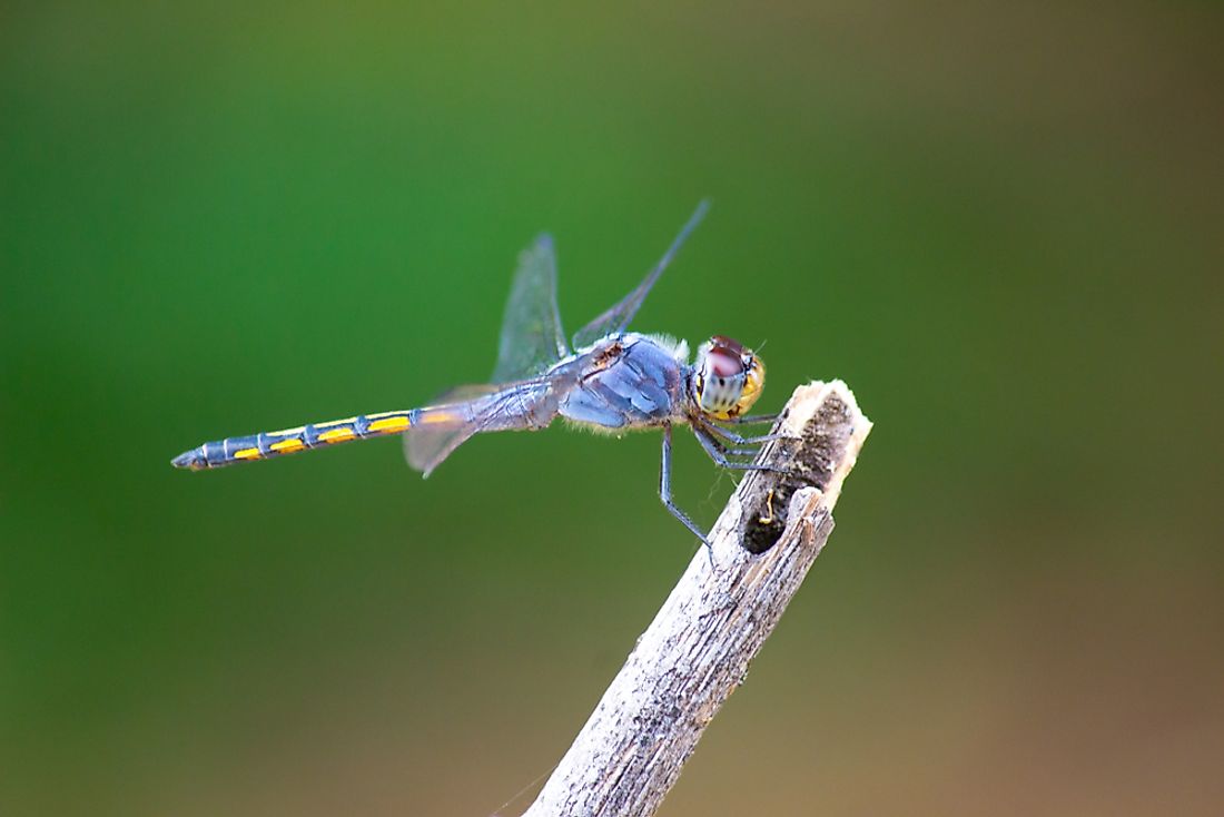 Odonata refers to an insect order. 