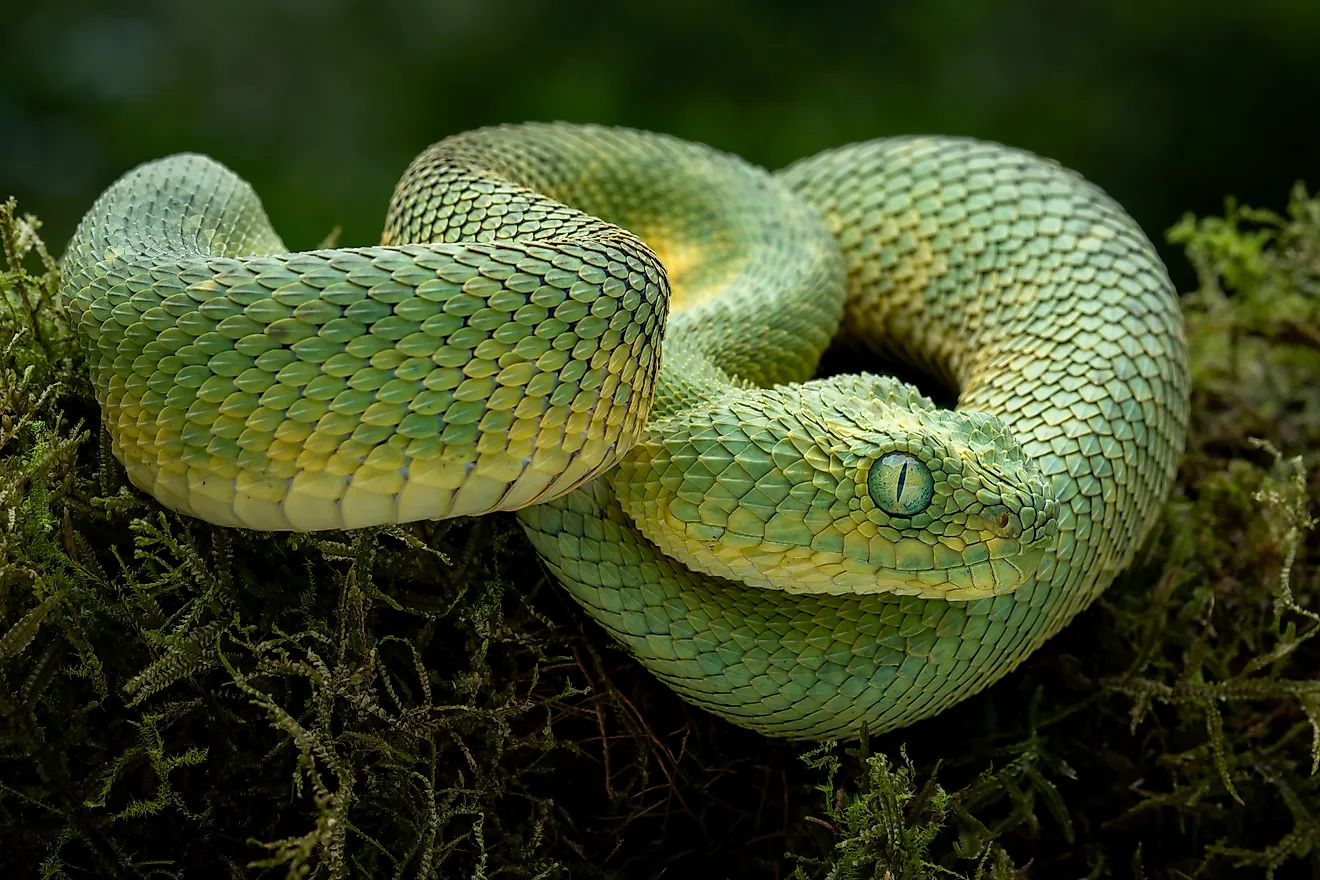 A green bush viper (Atheris squamigera)