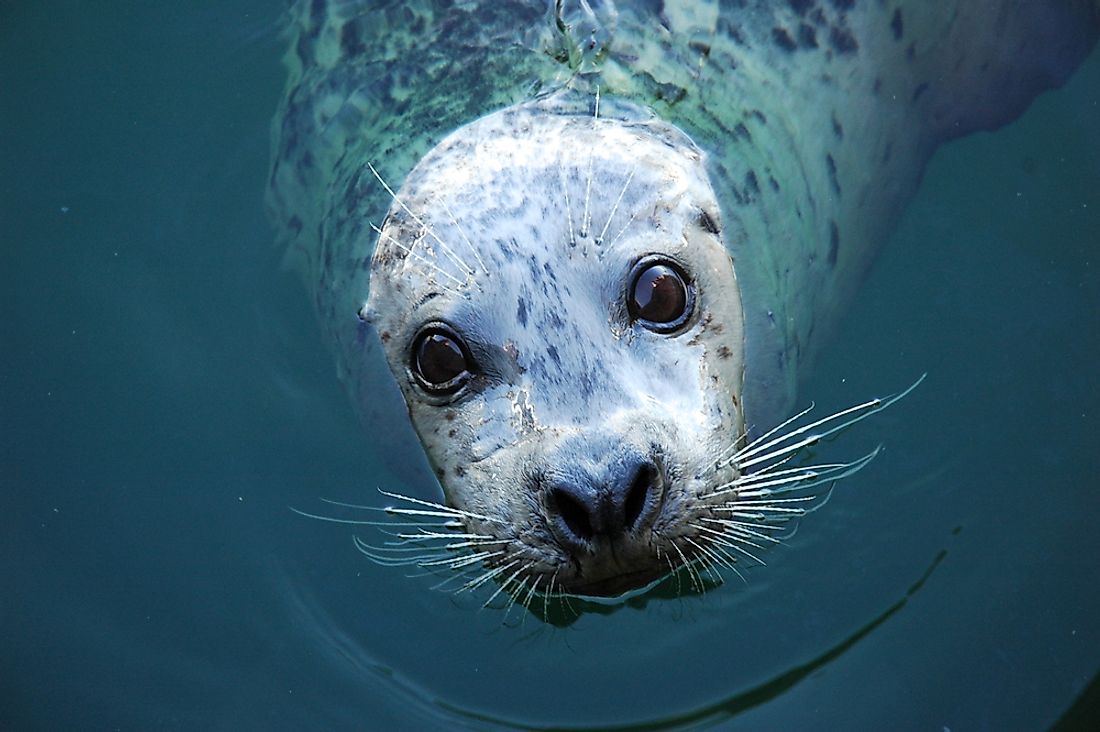 A grey seal in the ocean. 