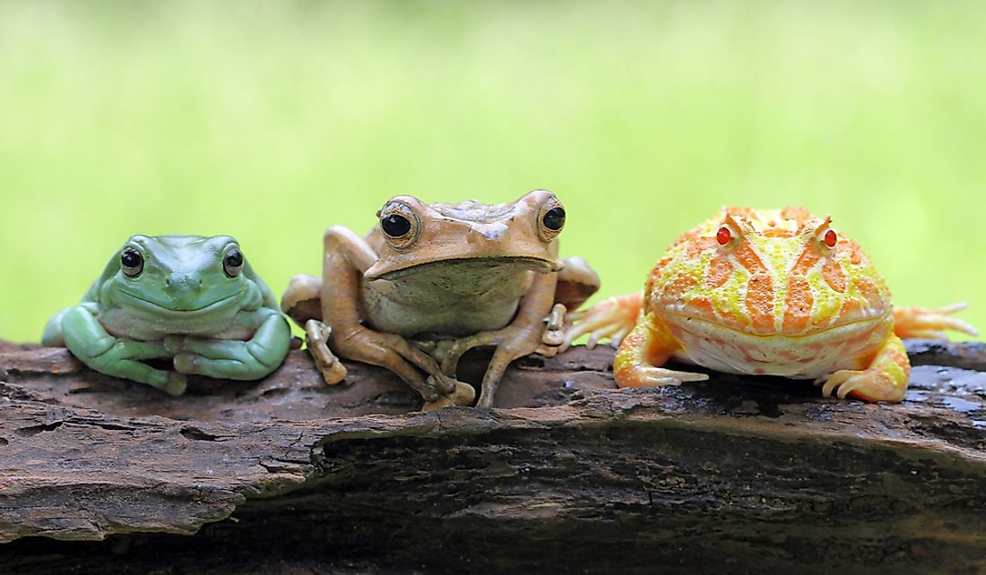 Frogs and toads are both types of amphibians.
