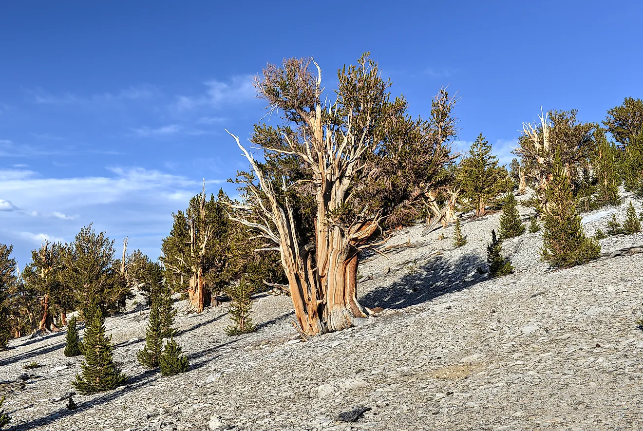 A protected area high in the White Mountains in Inyo County in eastern California.
