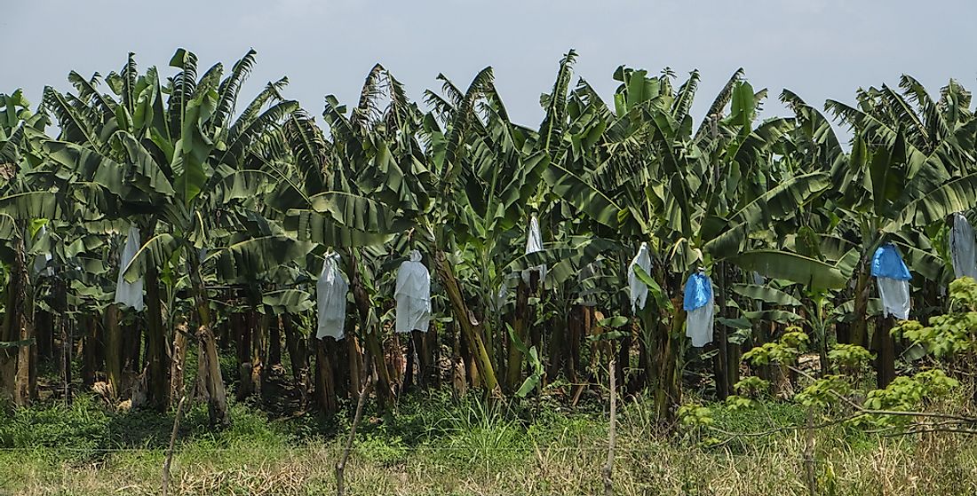 Bananas is one of the main crops grown in Honduras. 