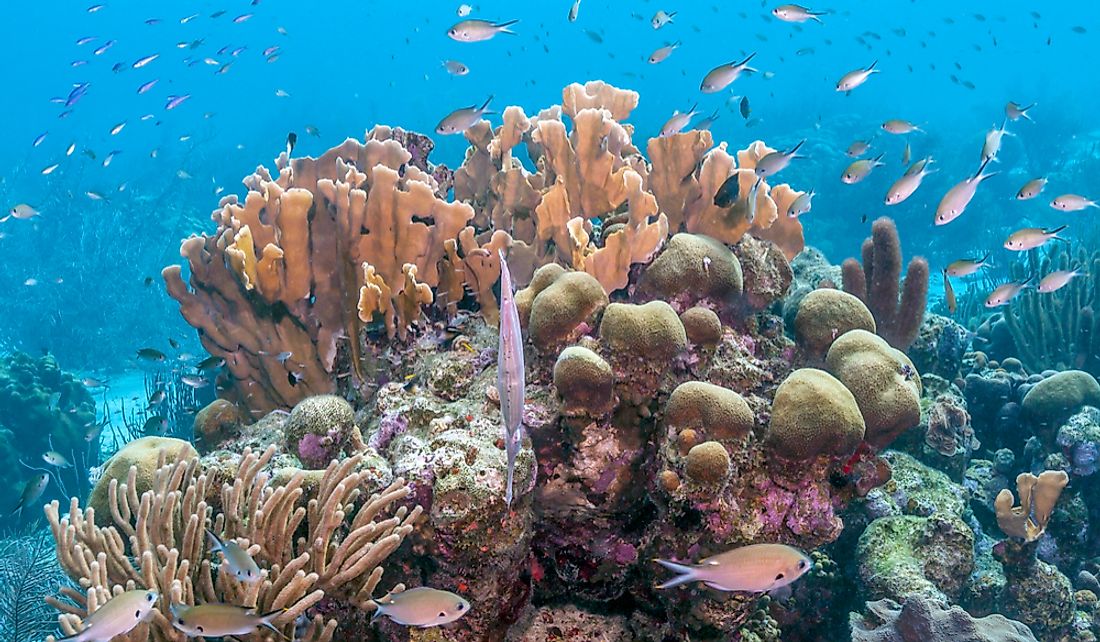 Coral reef surrounded by fish in the Caribbean Sea.