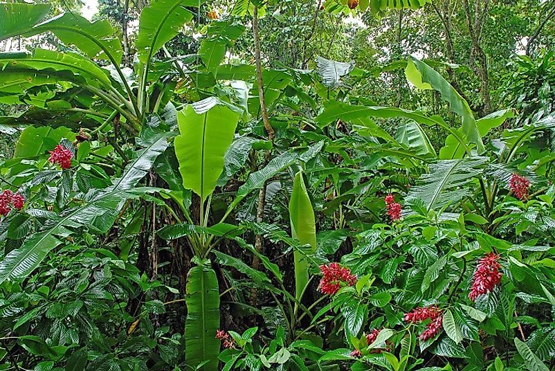 Costa Rica's dense, moist forests are home to many unique species of plants.