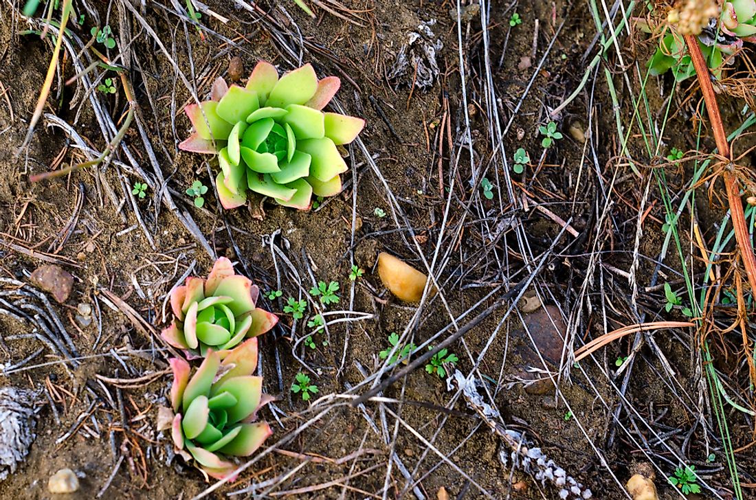 Succulents growing in Russia. 