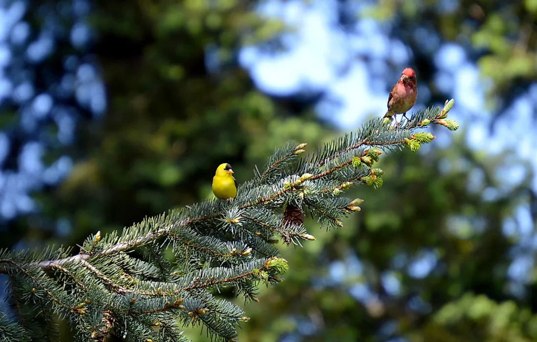 The willow goldfinch (left). 