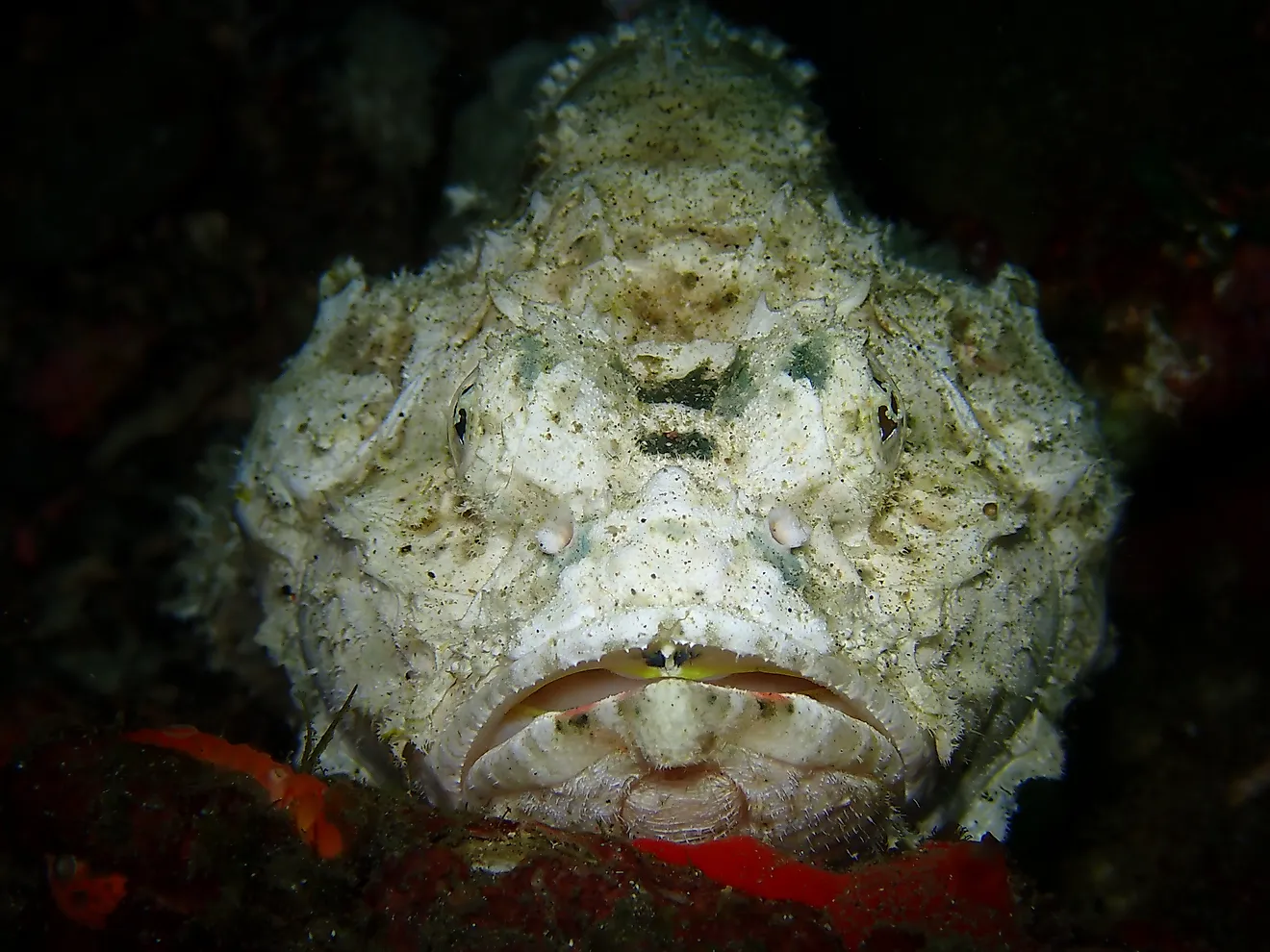 A devil scorpionfish (Scorpaenopsis diabolus)