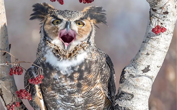 Great Horned Owl in Michigan.