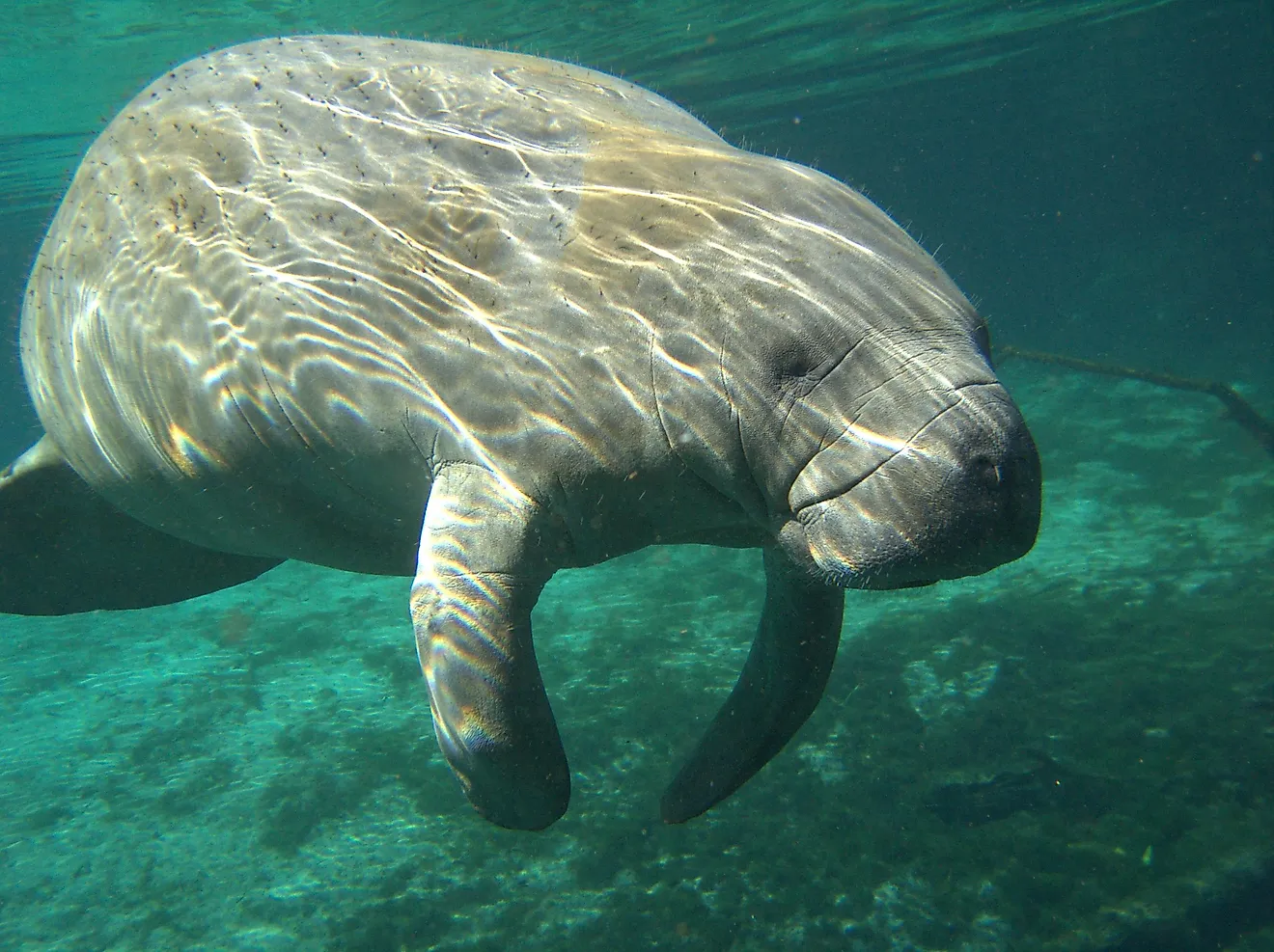 In case you thought manatees are an endangered species, this answer might come as a surprise: No, they are not!