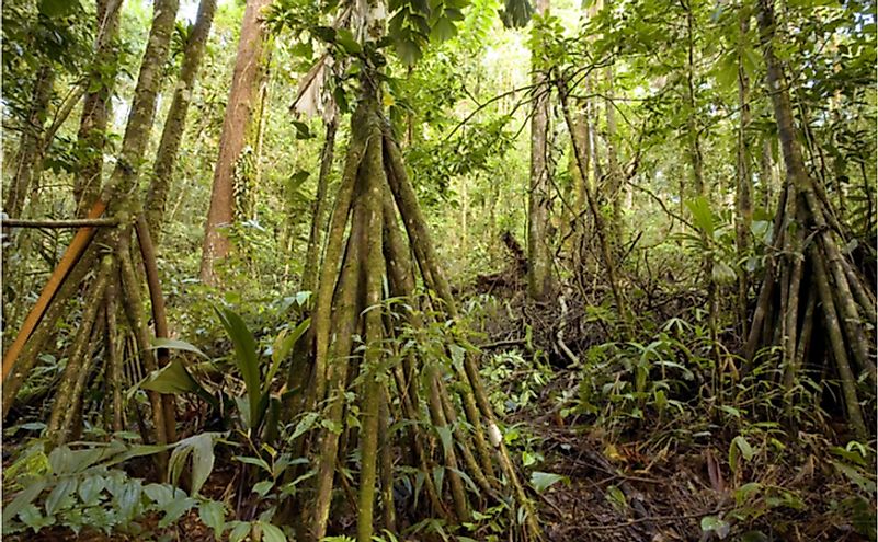 Grove of stilt rooted palm in the Amazon rainforest of Ecuador