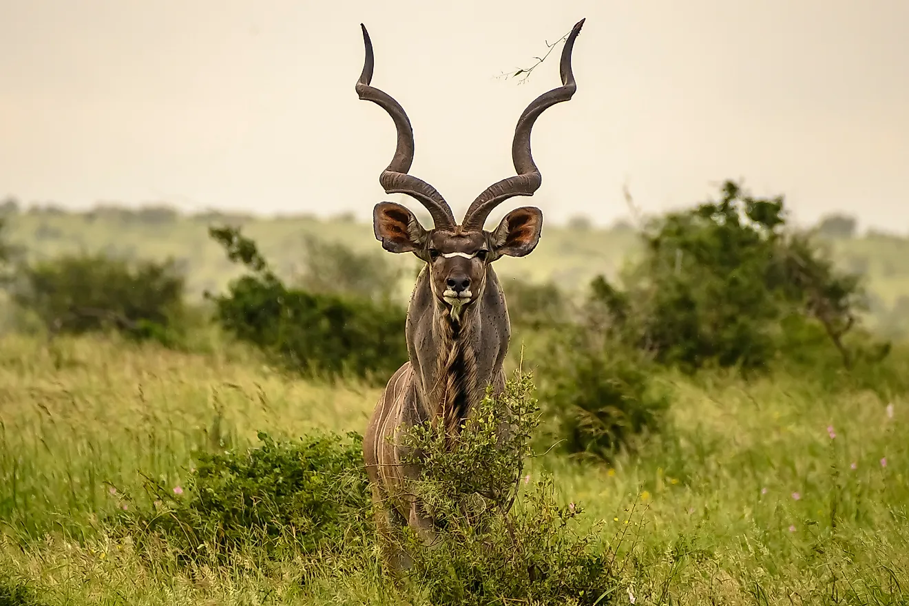 An imposing kudu bull standing stares intently. Via Shutterstock / Robby Holmwood.