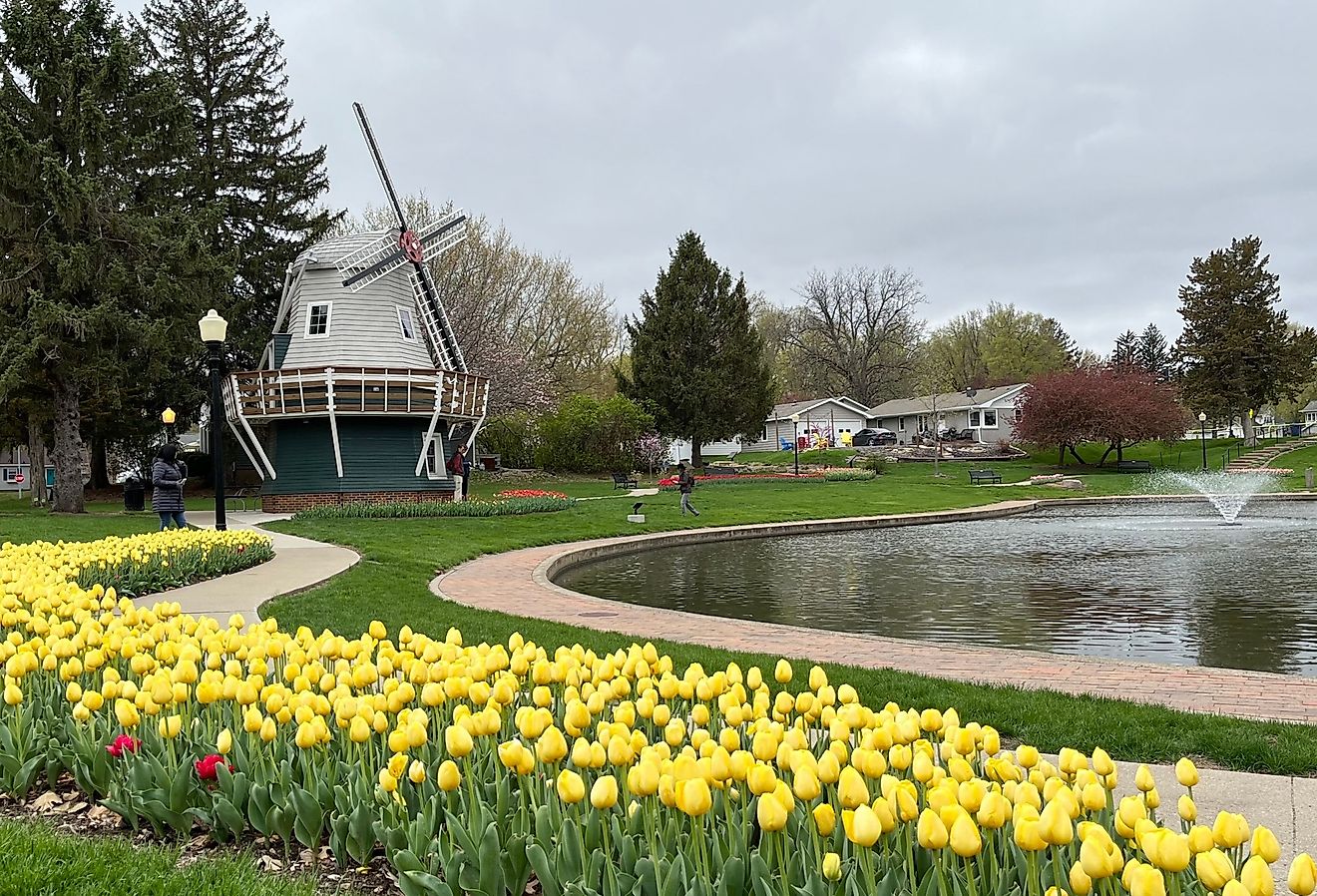Windmill and yellow tulips in Pella, Iowa.