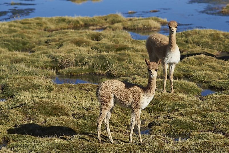 Young Vicunas on the Altiplano wetlands in Chile's Lauca National Park.