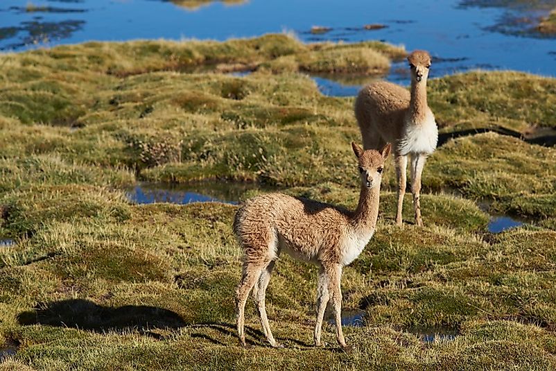 Young Vicunas on the Altiplano wetlands in Chile's Lauca National Park.