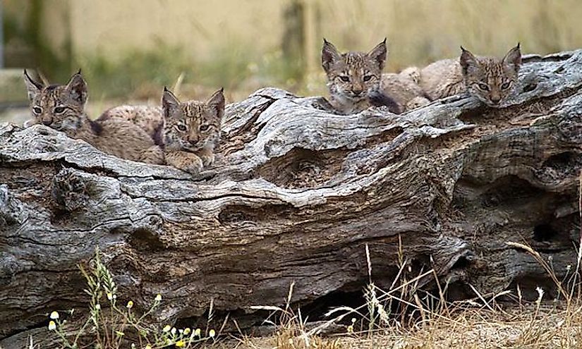 Four Iberian Lynx cubs from the Program Ex-situ Conservation in 2011