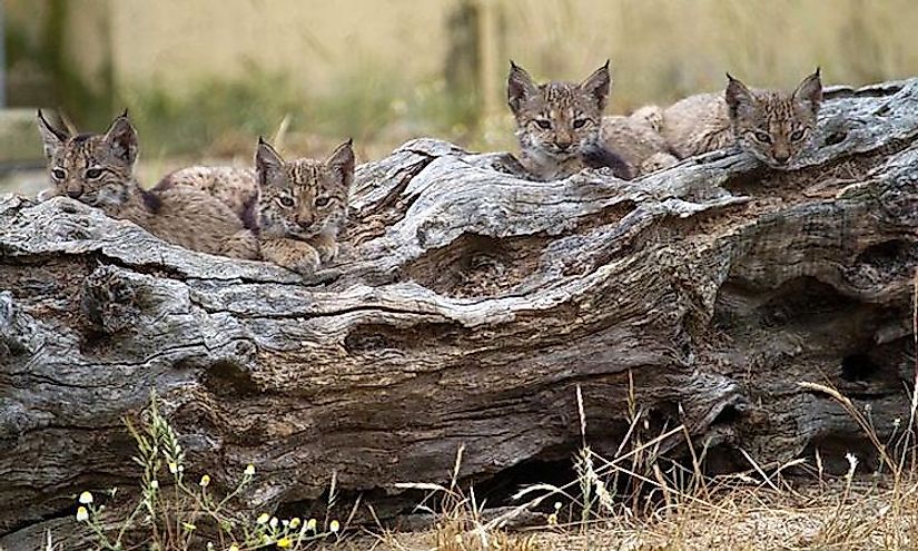 The Canadian Lynx is medium sized cat (family Felidae) that lives in Canada  and the Northern USA (including Alaska). They have long legs and large  broad paws that are covered in fur.