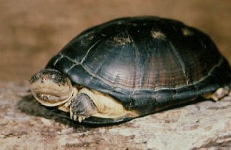 Adanson's Mud Turtles try to escape the heat of the savanna by staying near the cool river waters of South Sudan.