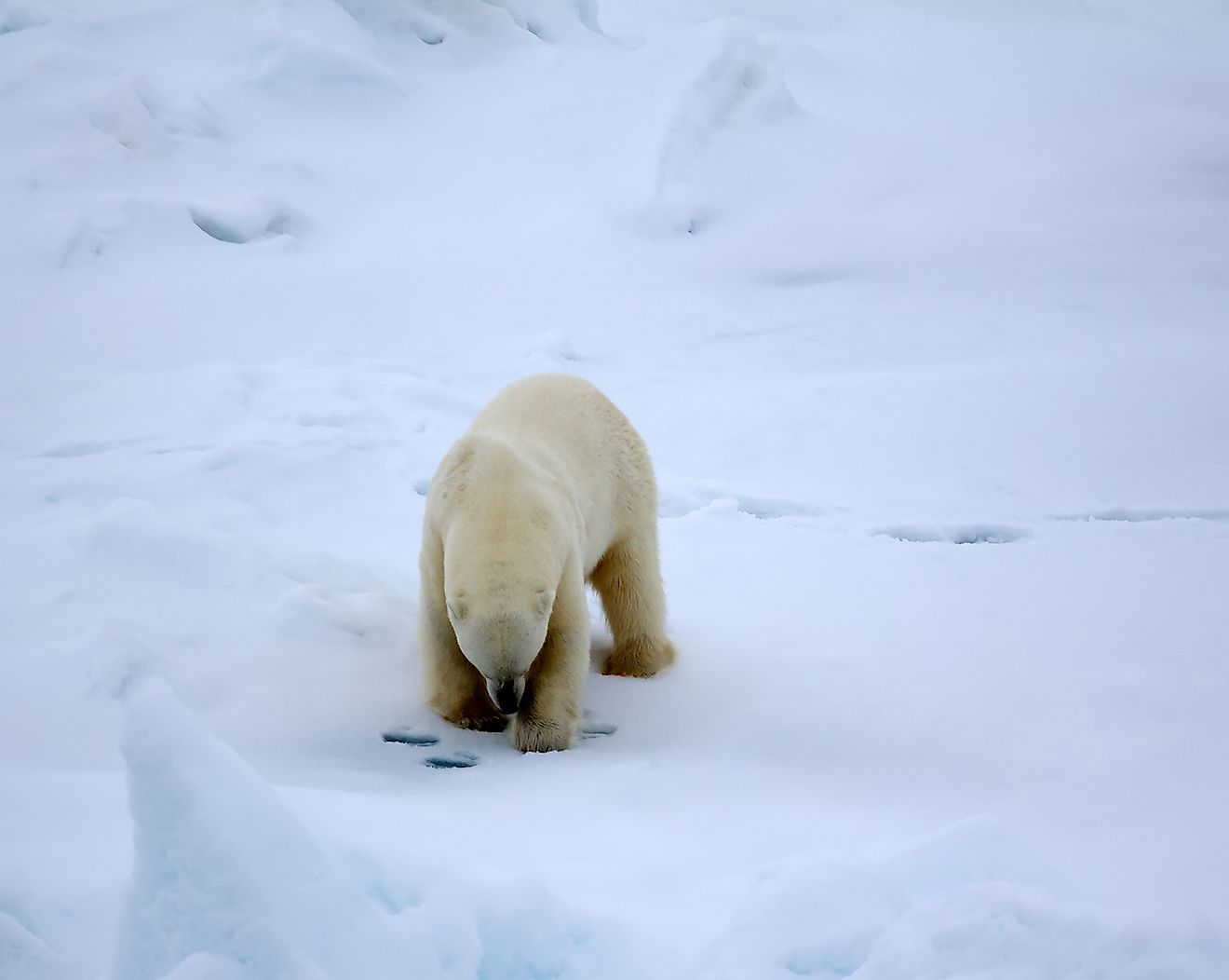 A polar bear male patiently waiting near the hole of a seal for it to come out so that he can hunt the same. Image credit:  Maksimilian/Shutterstock.com