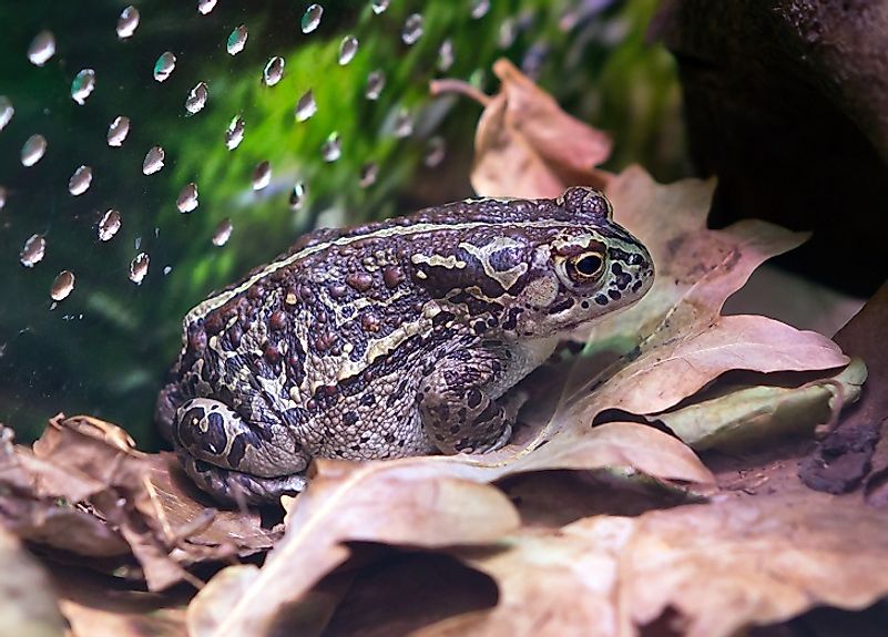 The Mongolian Toad.