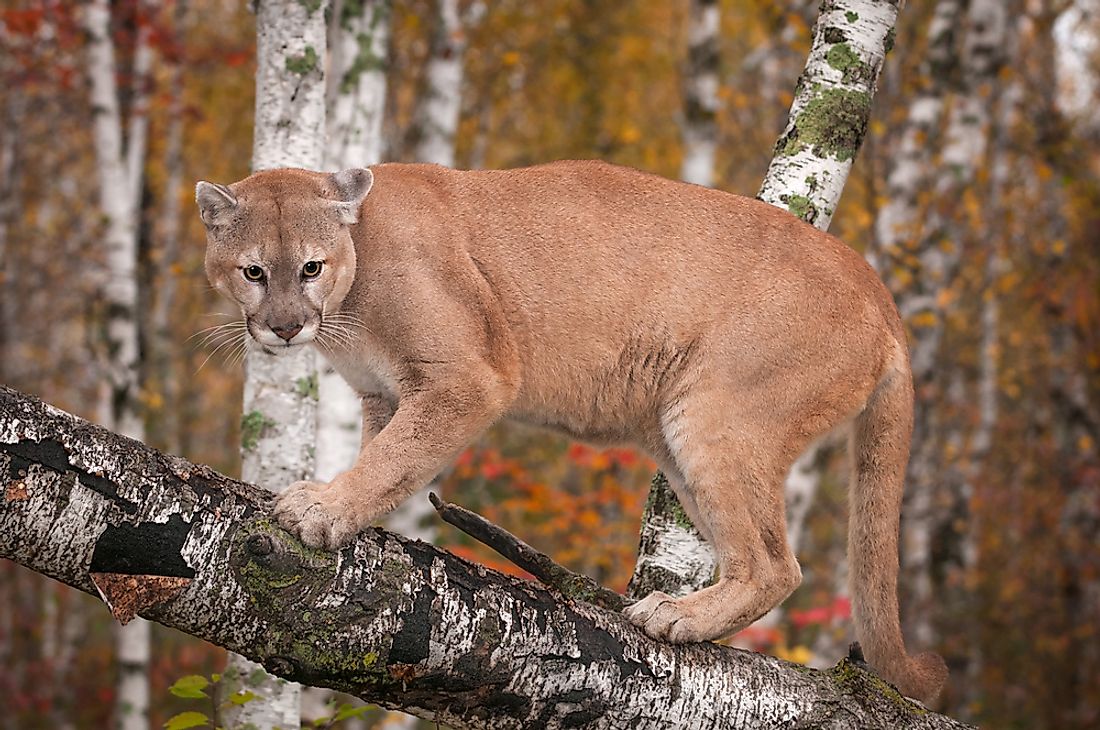 Cougar (Puma concolor) is a wild cat of the Felinae subfamily native to the Americas. 
