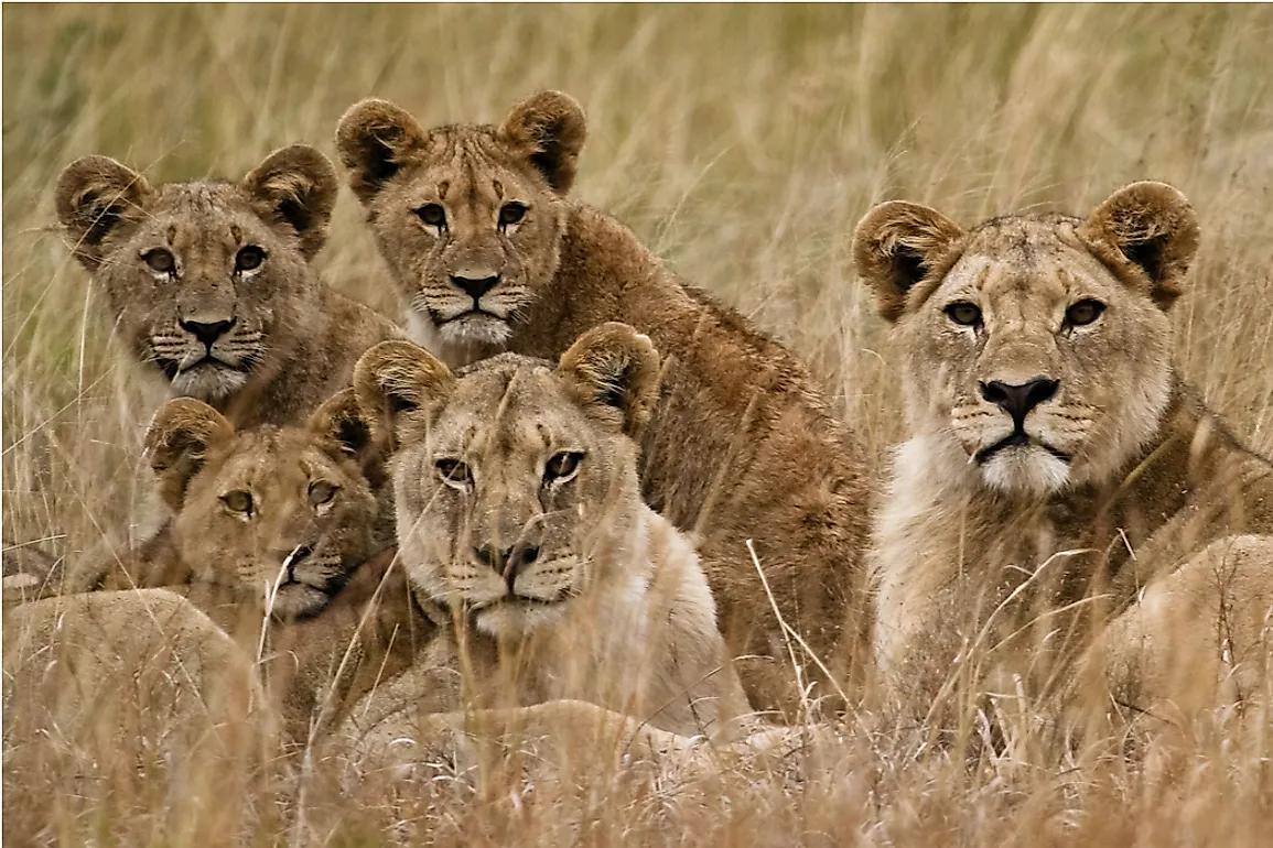 African Lions are very sociable. 