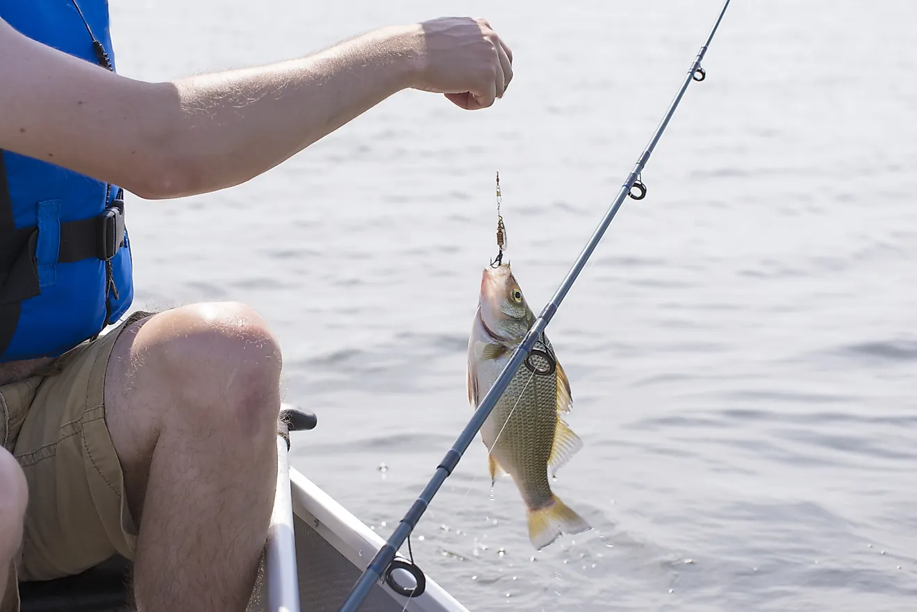Fisherman with freshly caught freshwater drum fish in lake Erie