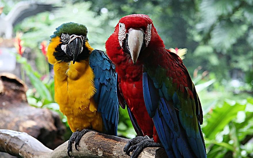 Two brightly colored macaws perched on a branch.