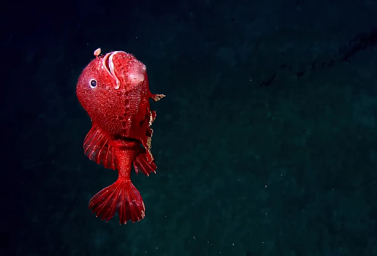 Deep Sea Anglerfish from Mariana Trench.