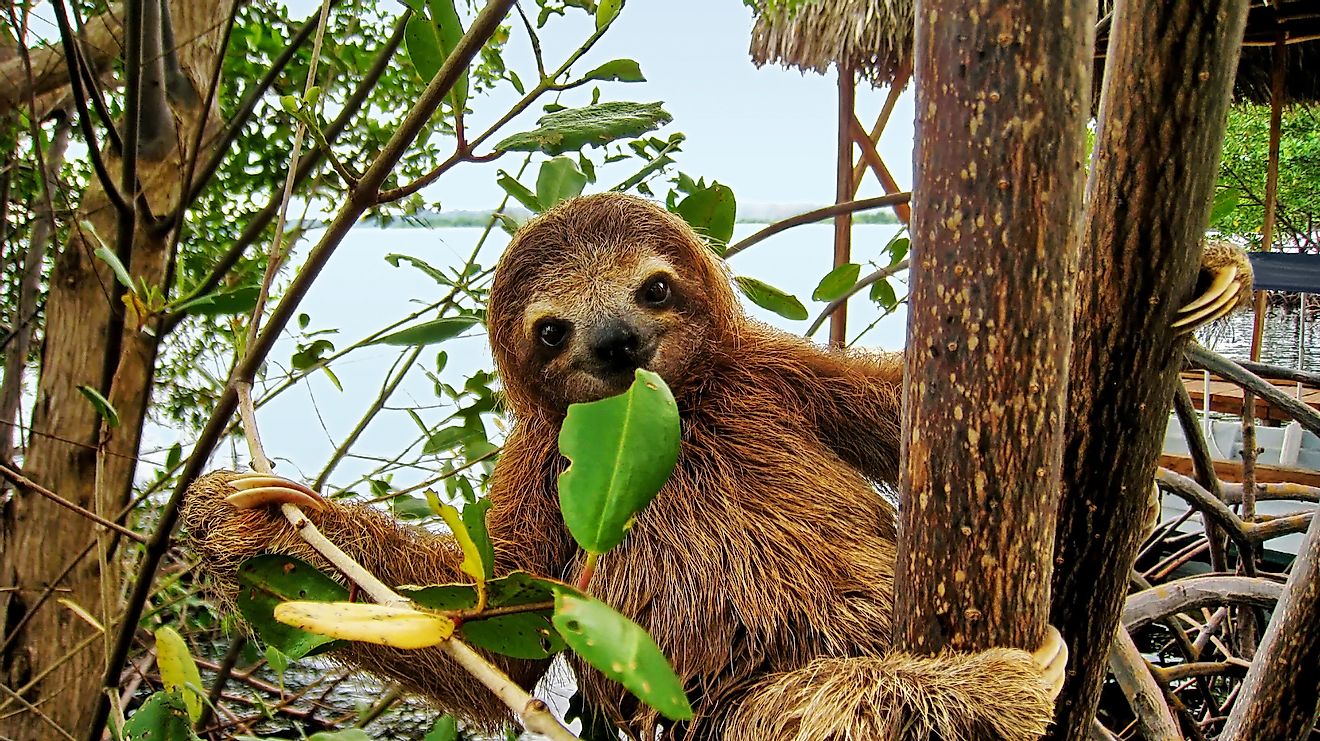 Brown throated Three toed sloth in Venezuela.