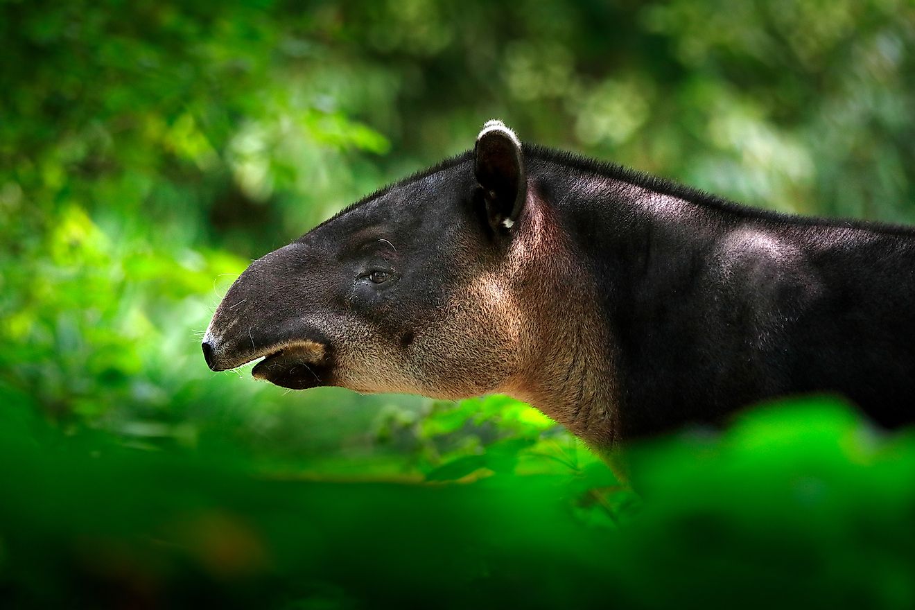 Central America Baird's tapir. Image credit: Ondrej Prosicky/Shutterstock.com